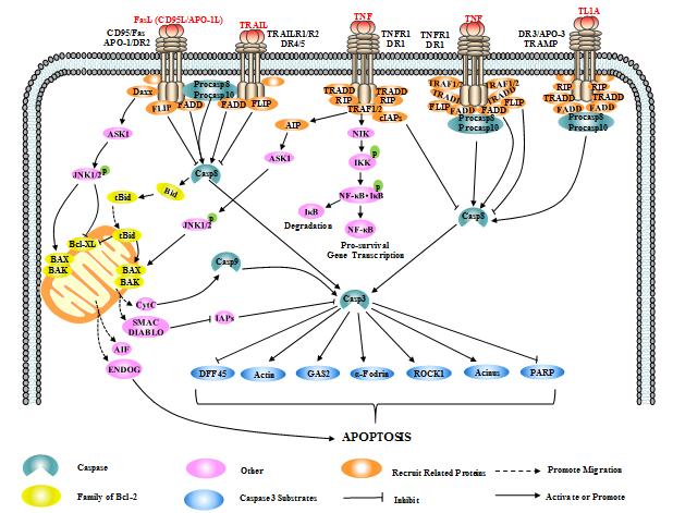 Apoptosis mediated by death receptor