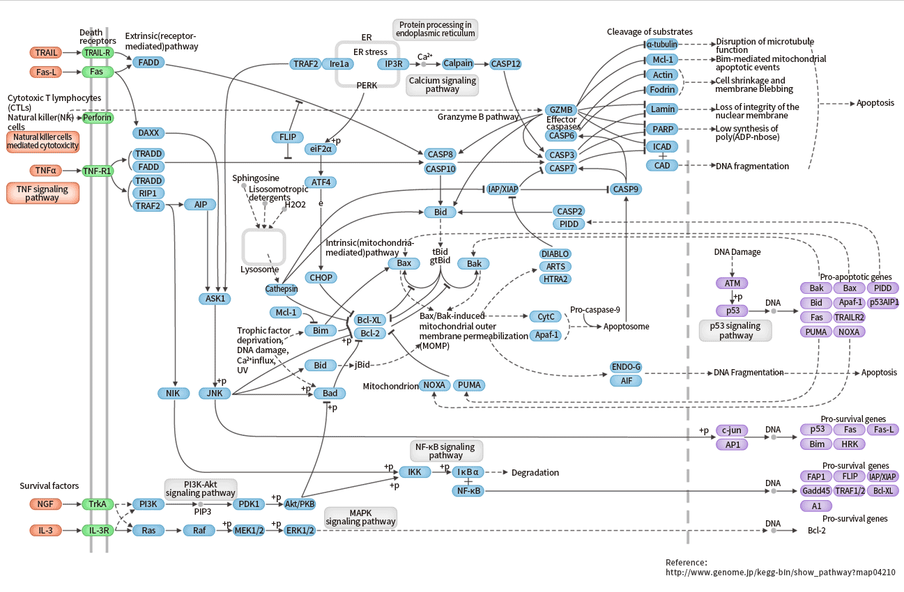 Aesthetic Appreciation of Apoptosis Signal Pathway