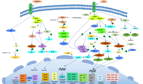 The picture of TNF signaling pathway