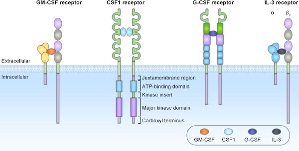 The structures of the CSF receptors