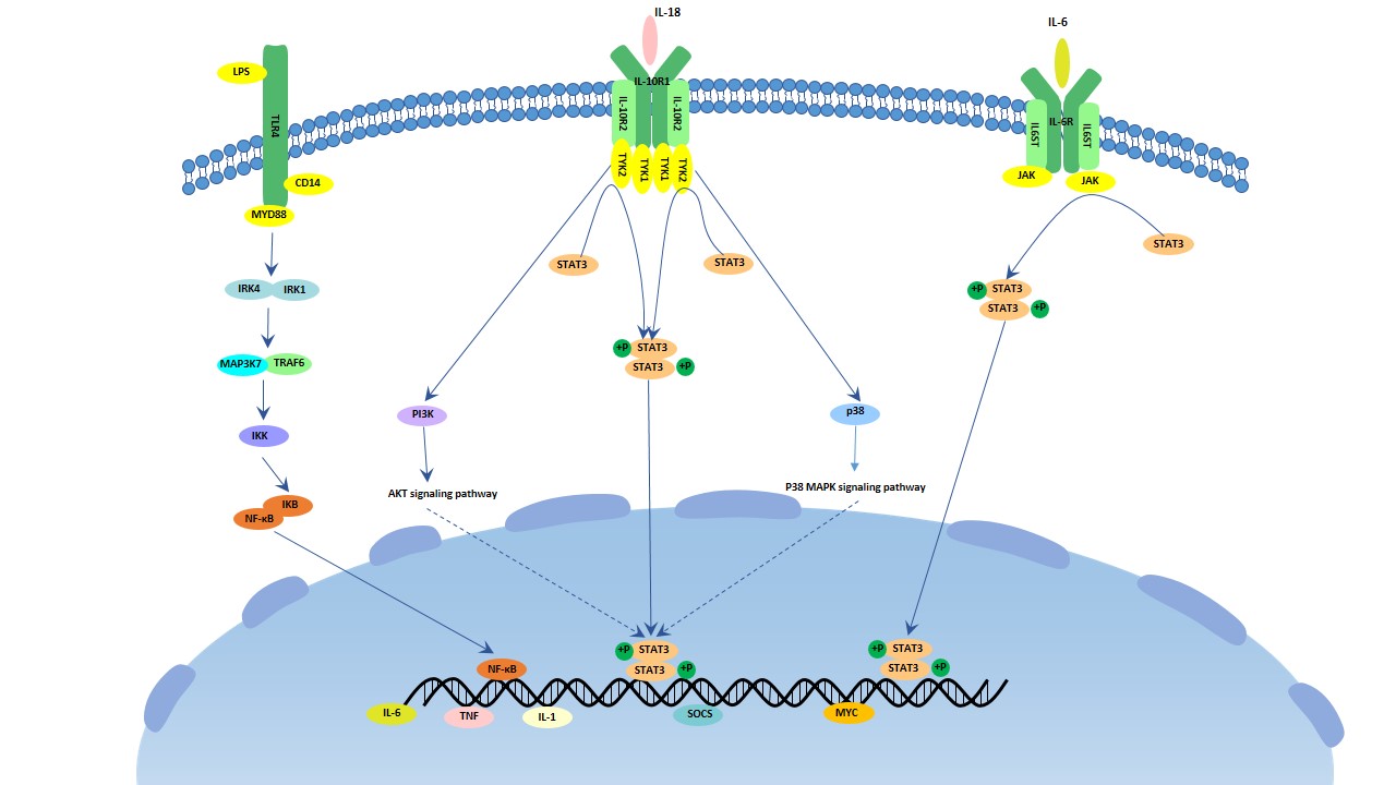 The image of IL-10 signaling pathway