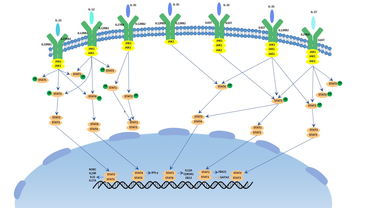 The image of IL-12 signaling pathway