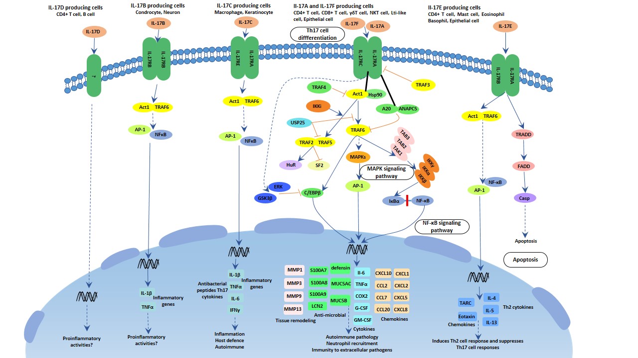 The image of IL-17 signaling pathway