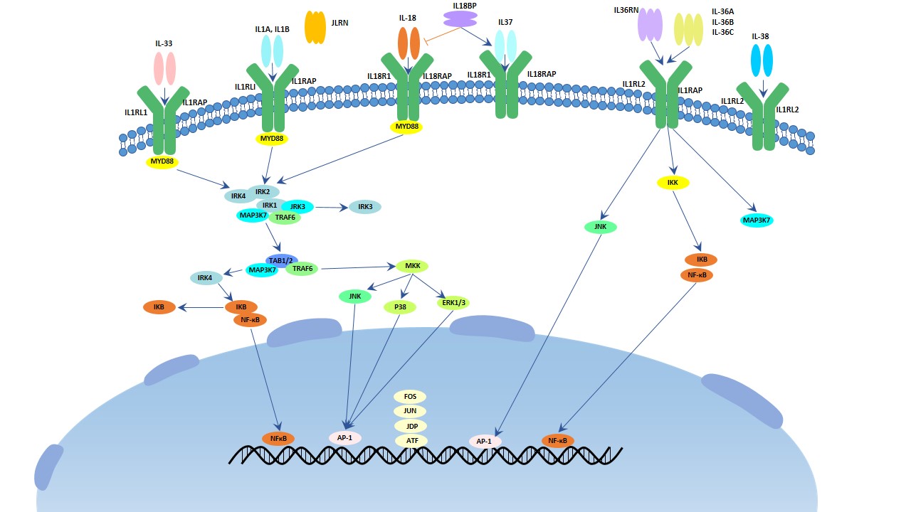 The image of IL-1 signaling pathway
