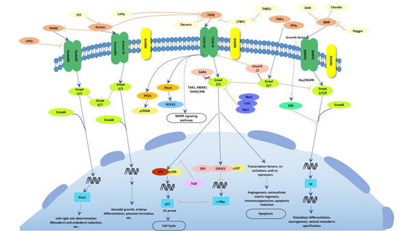 The image of TGF-β signaling pathway