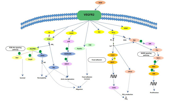 The image of VEGF signaling pathway