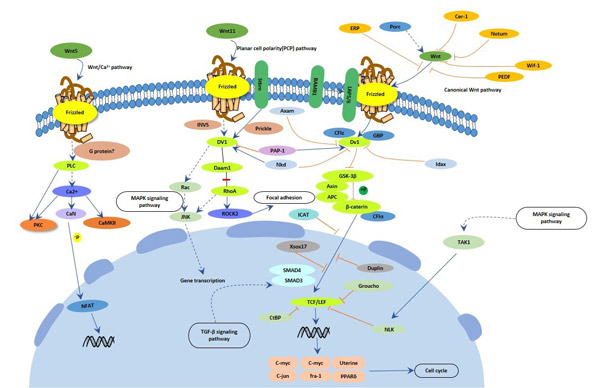 The image of Wnt signaling pathway