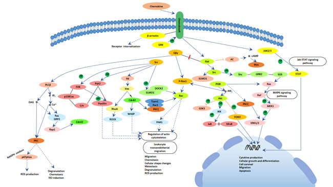 The picture of chemokine signaling pathway