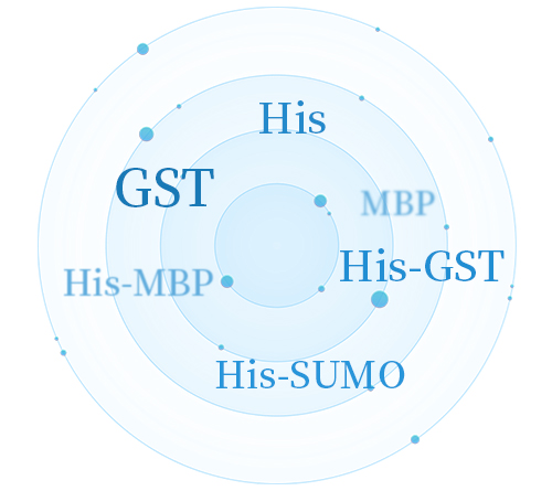 Get an Overview of Protein Tags