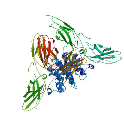 The Overview of Interferon