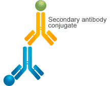 Indirect ELISA