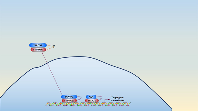 TGFβ and BMP signaling