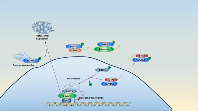 YAP/TAZ and Wnt signaling