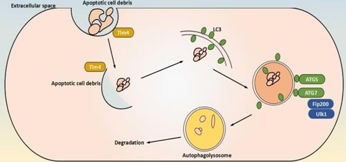 Canonical Autophagy