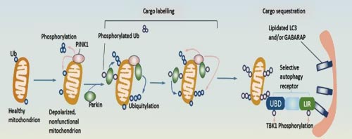 Non-canonical Autophagy