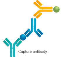 Four Types of ELISA