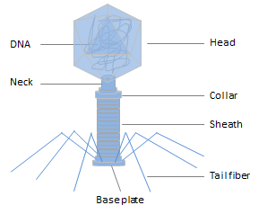 The Overview of Phage Display：Protocol, Classification, Application and FAQs