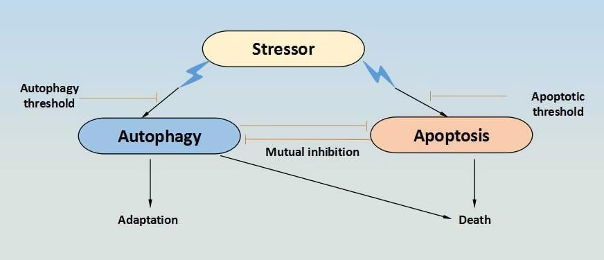 Crosstalk Between Autophagy and Apoptosis