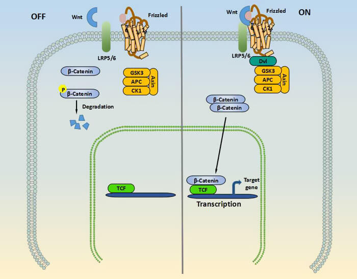 The overview of Wnt signaling pathway