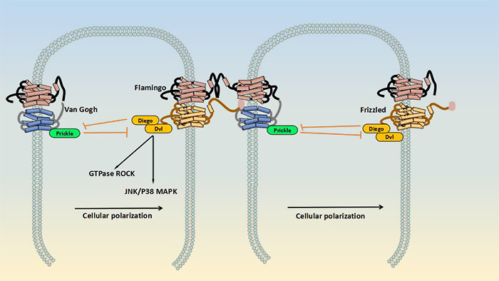 Planner cell polarity pathway