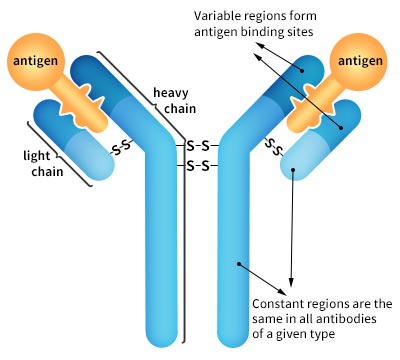 Antibody Structure