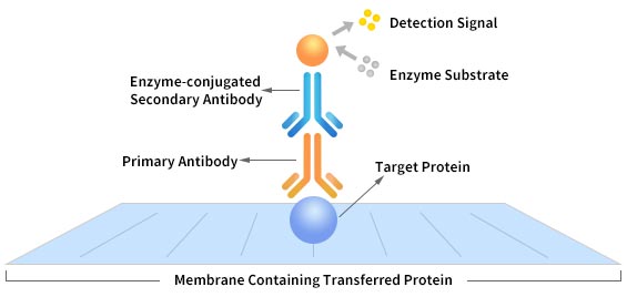 Western Blot