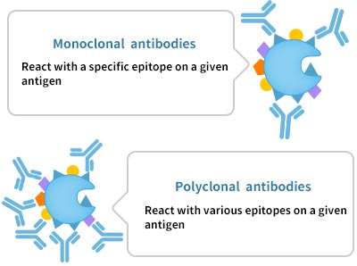 Monoclonal Antibody VS. Polyclonal Antibody
