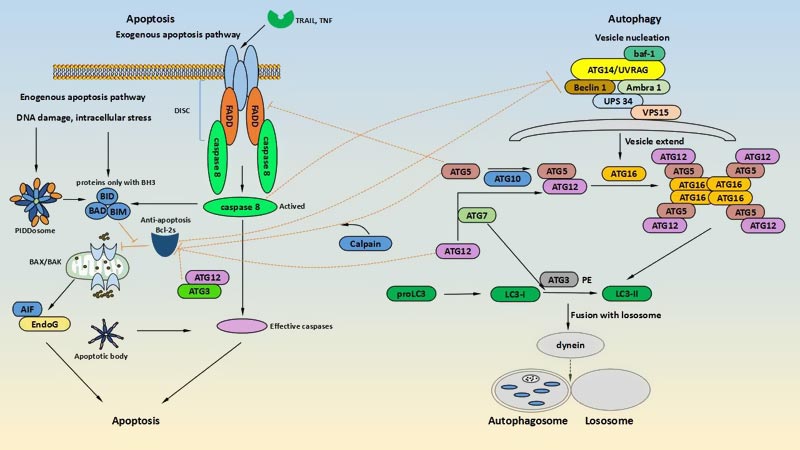 crosstalk factors of autophagy and apoptosis