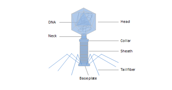 Phage Display