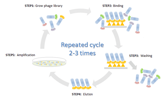 Phage display library screening