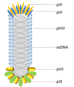 M13 bacteriophage display system