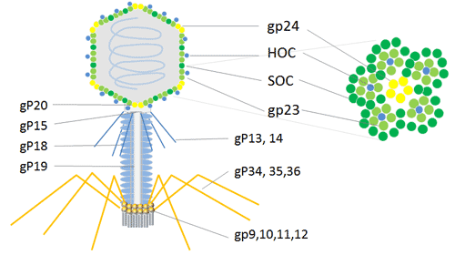 T4 Phage