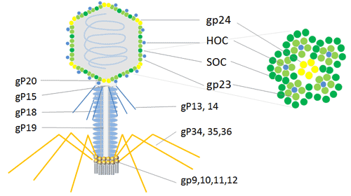 T4 Phage display system