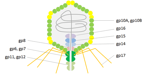 T7 Phage