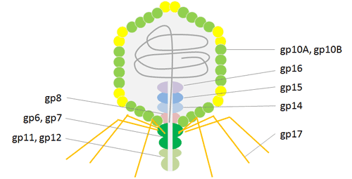 T7 Phage display system