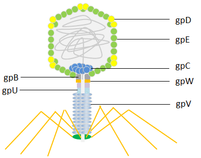 lambda phage display system
