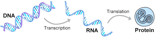 Gene Expression