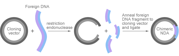 Recombinant DNA