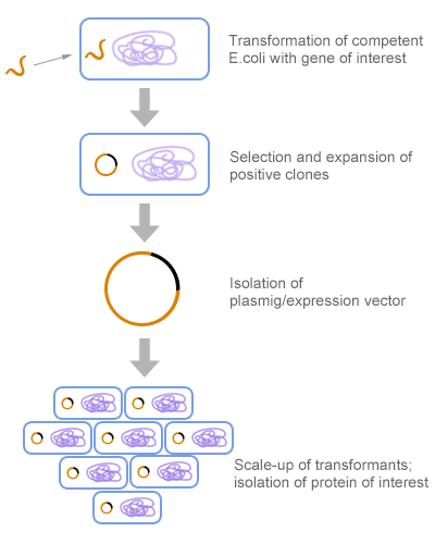Recombinant Protein Expression in E. coli