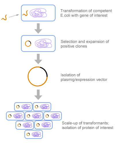 Recombinant proteins