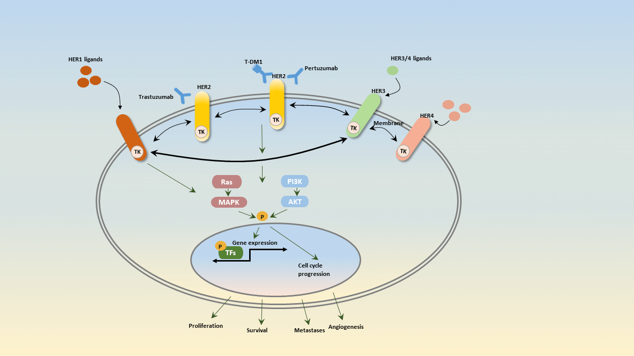 The Overview of Breast Cancer: Related Signaling Pathways, Therapeutic Targets