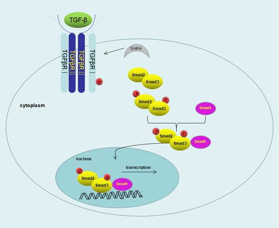 The overview of TGF-β signaling pathway