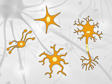 Do You Really Know Neurons and Glia Cells in Nerve System?