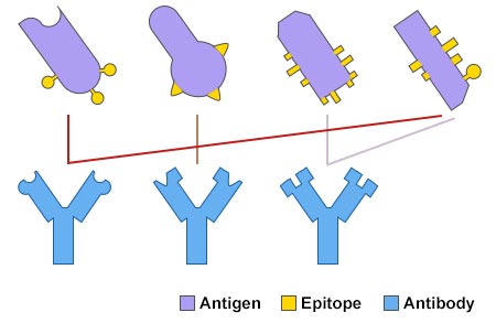 Antigen-Antibody Specific Binding