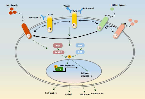 HER2 pathway