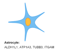 Astrocyte