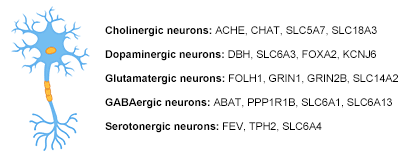 Neurotransmitter