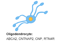 Oligodendrocyte