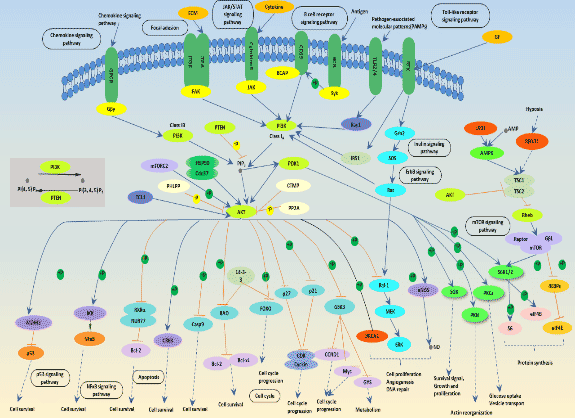 The PI3K-Akt signaling pathway diagram