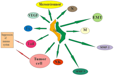 TGF-β promotes the invasion and metastasis of tumor cells.